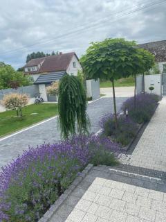 Sieburczynianka - Wizna - 8