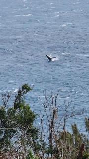 Charment Appartement avec vue sur mer - 3