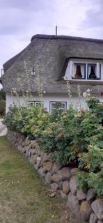 Seepferdchen - Nebel - 8