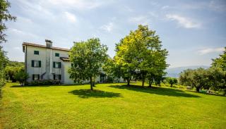 GATTO IN VIGNA - 7