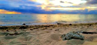 West Beach Apartment - Flic-en-Flac - 8