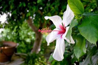 Ilianthos Traditional Maisonette - 6