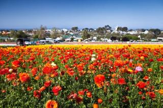 Ocean Views, Across The Street From Beach, Private Patio - Carlsbad - 9