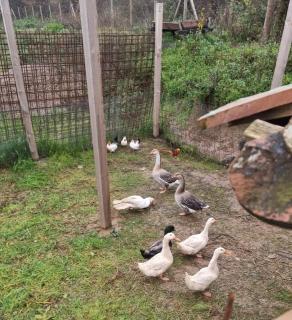 Imperator Kvintil apartmani & SPA - 1