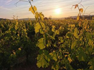 Cocon des vignes du Domaine Ansodelles - 2