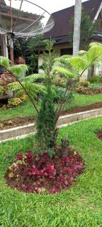 Pirerukafu Villa's - Villa Tipe Thailand di Kota Bunga Puncak - Cimacan - 1