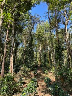 Robin Woods Homestay - Sakleshpur - 9