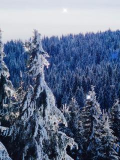 Nest studio Milmari Kopaonik - 7