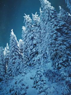 Nest studio Milmari Kopaonik - 3