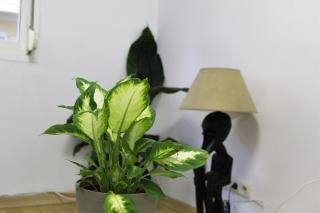 Al pie del Camarín con parking gratis - 9