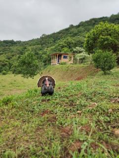 Bangalô dos Araçás - sítio Vô Haack - 6