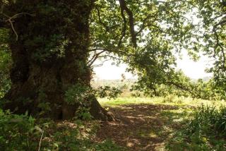 Queenies, an authentic Rural Style coastal cottage in a Nature Reserve - 2