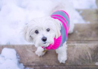 SaffronStays Gardens on the Lake - 2BR pet & elderly-friendly lakefront villa with lawns, bonfire & kitchenette near Nainital - 5