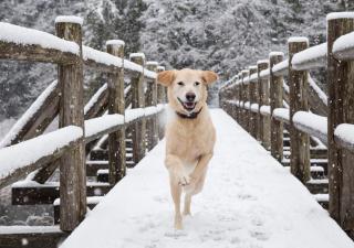SaffronStays Glasshouse Celeste, Ranikhet - luxurious glass villa with breathtaking views - 3