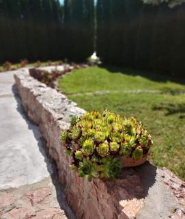 Apartmani Milicevic Zlatibor - Zlatibor - 2
