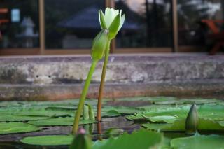 The Green Koh Phangan - Haad Rin - 2