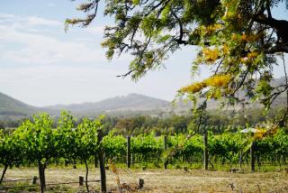 Vineyard stay at Mudgee - Apple Tree Flat - 5