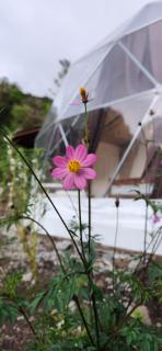 Glamping Monteverde - 0