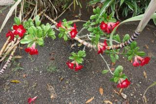 Petite maison toute équipée pour déconnexion en pleine nature - 2
