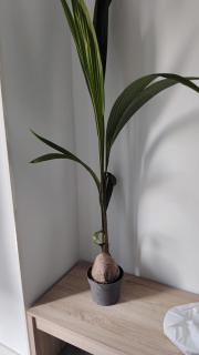 Lodge El Muelle Arinaga - Arinaga - 2