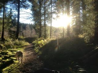 The Bield - Aberfoyle - 4