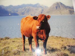 Cottage Hühnerstall - 5