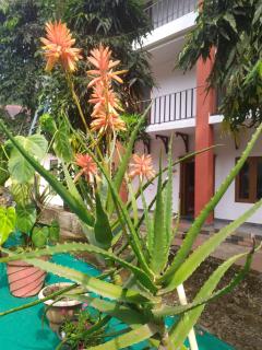 Palliyadiyil Homestay - 1