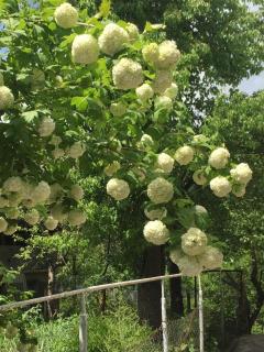 PRETTY HOME - Dilijan - 0