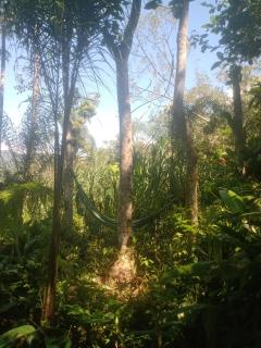 Recantinho da floresta - 8