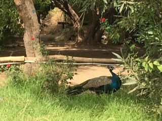 Saphir Paon - Luxury Villa in the middle of a farm - 8