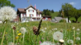 Gasthaus Schwand - Engelberg - 6