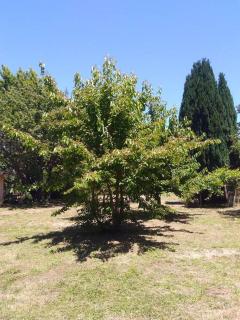 cabaña rustica pucon - 3