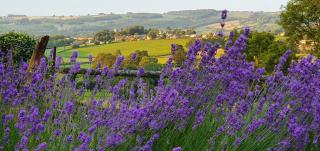 The Rock self-catering holiday cottage and garden lodges - Coleford - 1