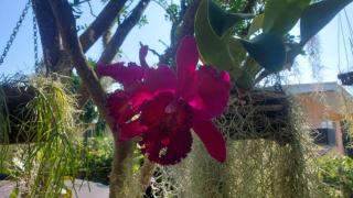 The Butterfly Cottage - Marathon - 8