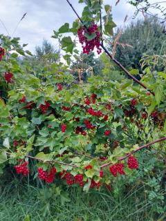 Hotel Crusch Alba Sta Maria - 1