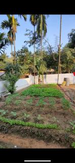 Mango Villa - Guwahati - 4