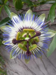 3 Kings - Bruges - 7