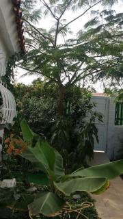Très BEAU BUNGALOW,JARDIN TROPICAL, RENOVATION ETE 2020 - Playa del Inglés - 7