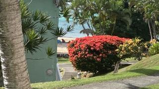 Brin d'ile Anse des Rochers vue mer à 50 m de la plage et piscine - Saint-François - 3