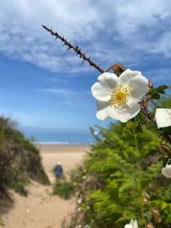 Sunny Nook, Pretty 1 bed modern cottage close to Woolacombe - 7