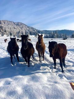 Chata na Zbojskej - Zbojská - 2