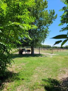 Cabaña los coronillos - 2