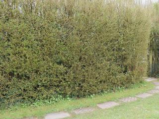 Little Trevarrack - Carbis Bay - 1