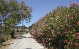 Les lauriers - Hyères - 6