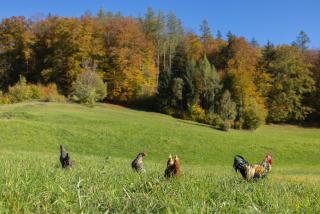 Ferienwohnungen Freidinglehen - 7