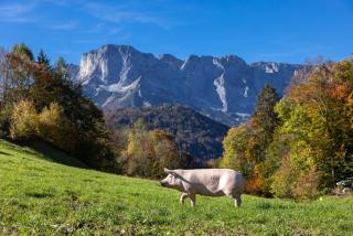 Ferienwohnungen Freidinglehen - Marktschellenberg - 6