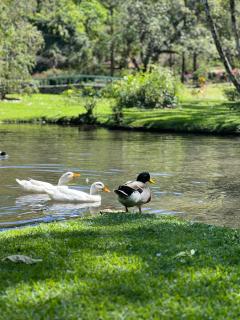 La Casa de los Patos - El Valle de Antón - 6
