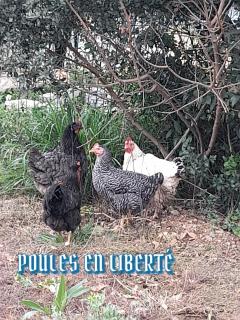 provence - Néoules - 5