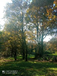 Les Trois Geais - Les Épesses - 4