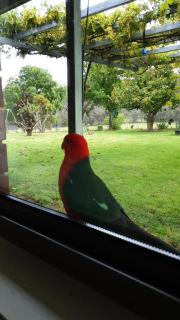 Emmasprings Retreat - Beechworth - 2